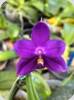 P. Mituo Hsien Blue x Yaphon Blue Bird